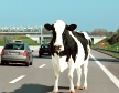 Neue Verkehrsregeln