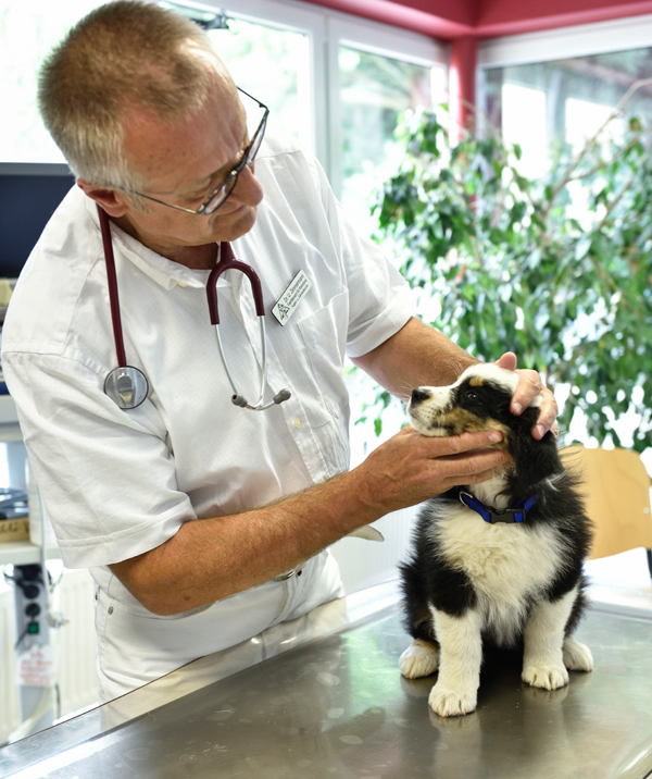 sendung hautnah tierklinik stream sendung hautnah tierklinik stream