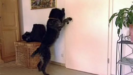 Der Hundeprofi - Zerst�rerische Dana / Giftzwerg Tabs