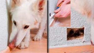 Schimmelpilzspürhund